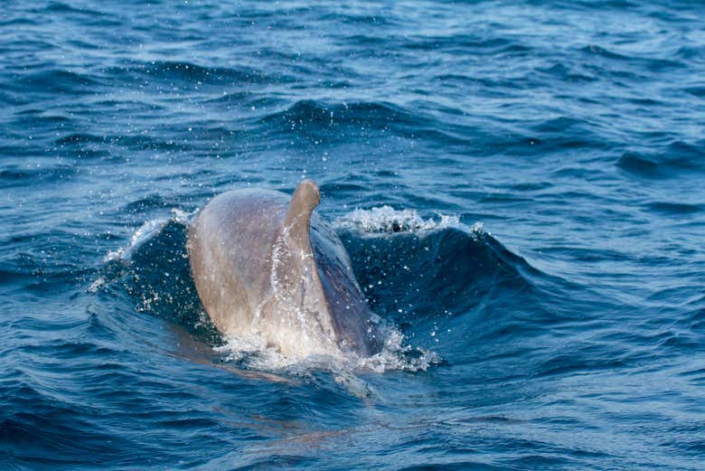 Avvistamento di delfini a Tavira