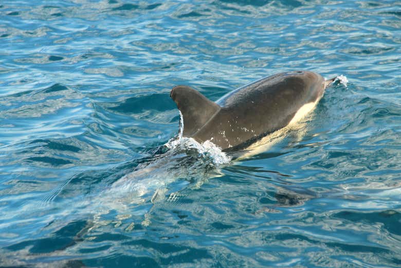 I delfini dell'Atlantico
