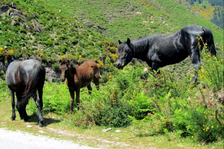 Wild horses near a trail