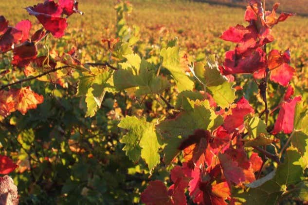 Seeing the beautiful vineyards