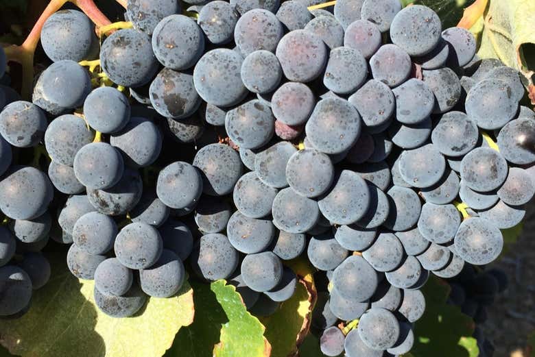 Grapes for winemaking