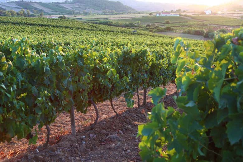 Vineyards of Quinta da Boa Esperança