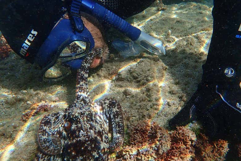 Haciendo snorkel nocturno en Madeira