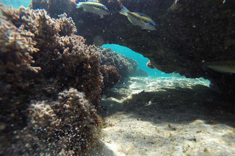 Fonds marins de la plage de Porto dos Frades