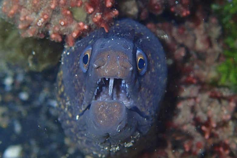 Murène de face dans l'Atlantique