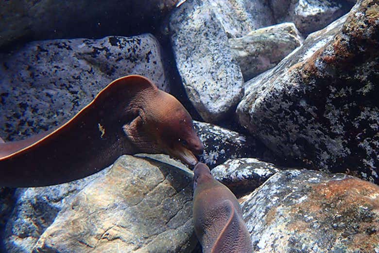 Deux murènes pendant le snorkeling de nuit