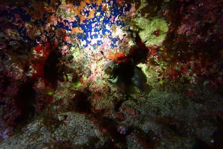 Um peixe-escorpião em um recife rochoso