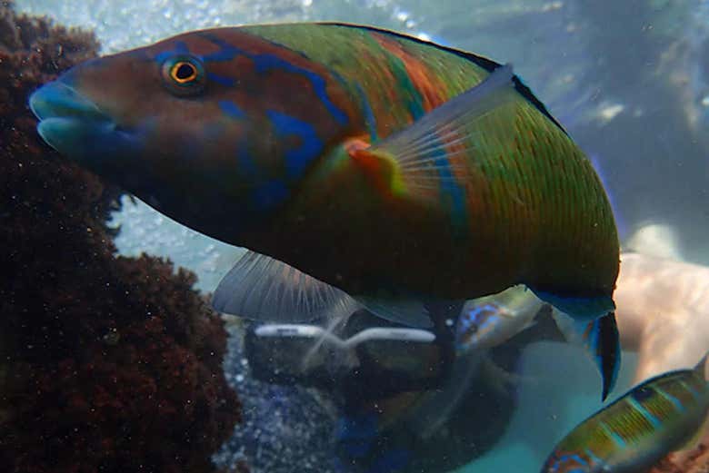 Espèce aquatique de l'Atlantique