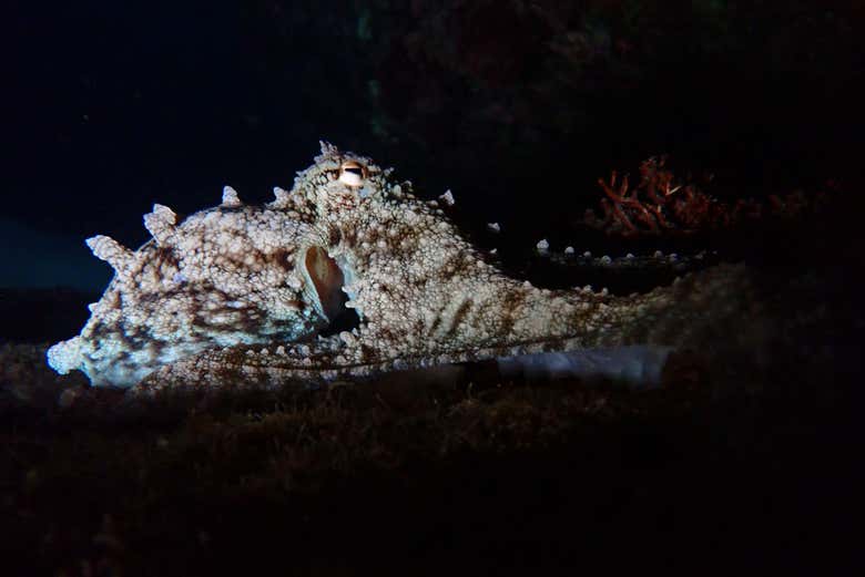 Porto dos Frades é um lugar ideal para fazer snorkel