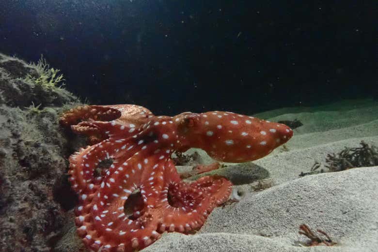 Fazendo snorkel noturno na Madeira, você verá inúmeras espécies