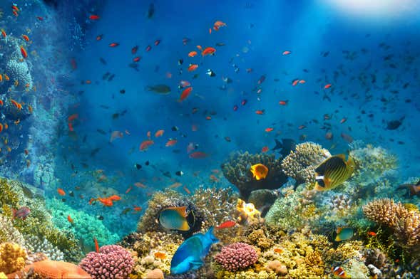 Snorkeling notturno nella spiaggia di Porto dos Frades