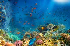 Porto dos Frades Night Snorkelling
