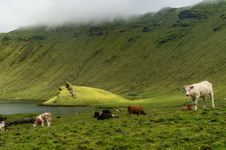 Ganado en el interior del cráter 