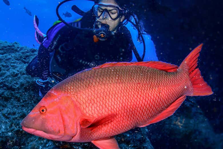 The beginner's dive in the Azores