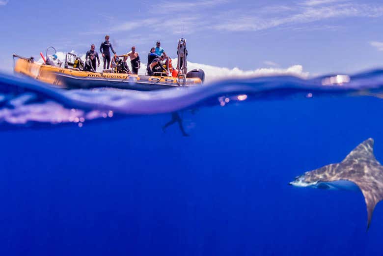 Preparing to dive