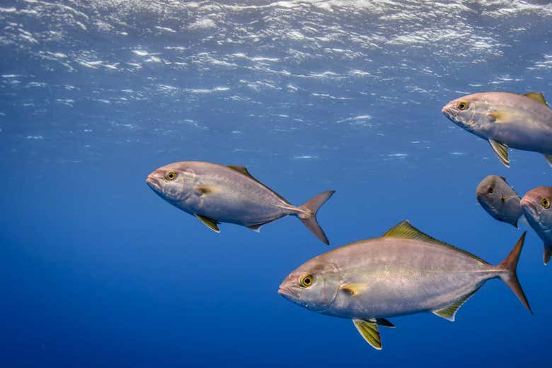 The marine life of the Azores
