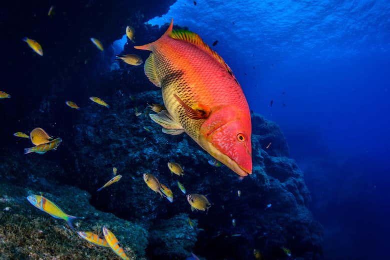 Snorkeling in the waters of Santa Maria