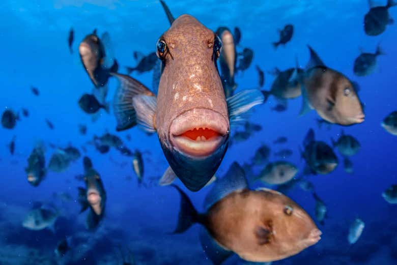The marine biodiversity of Santa Maria