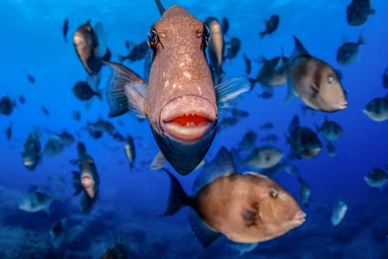 Fish in the Atlantic