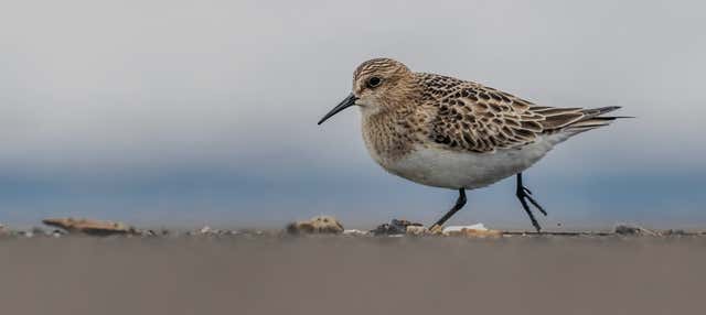 Observation d'oiseaux marins sur la côte de São Miguel