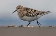 Azores Marine Birdwatching Expedition