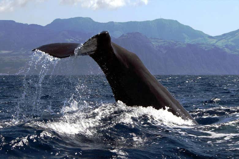 Un cétacé dans les Açores