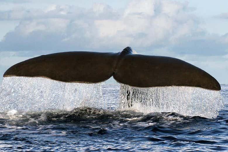 Queue de baleine dans l’Atlantique à São Miguel