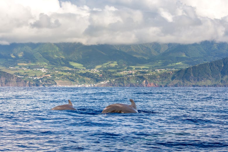 Cetáceos junto a la costa de São Miguel, en las Azores