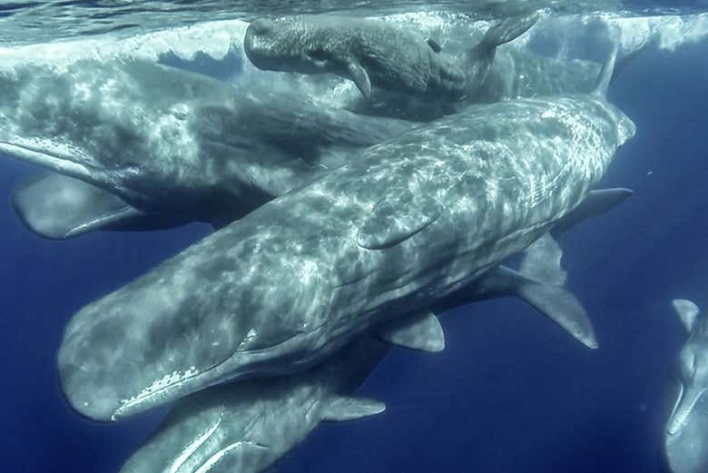 See whales in the Azores