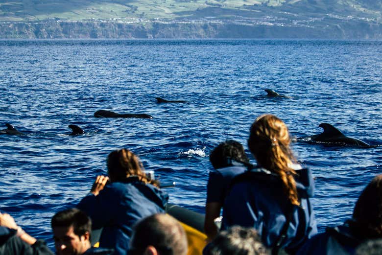 Observation de cétacés à São Miguel