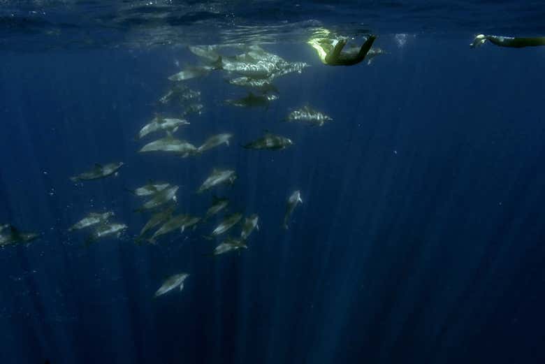 Experience the marine biodiversity of the area
