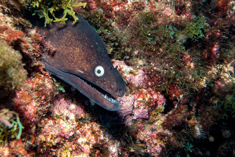Espécies marinhas em São Miguel