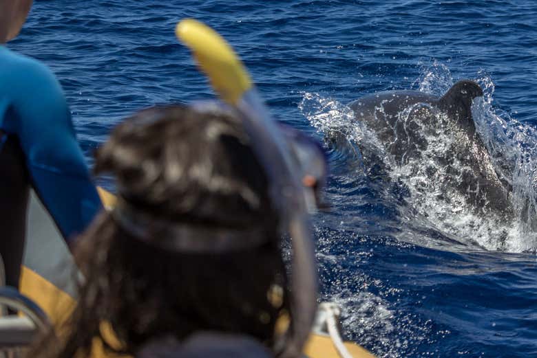 Swim with dolphins