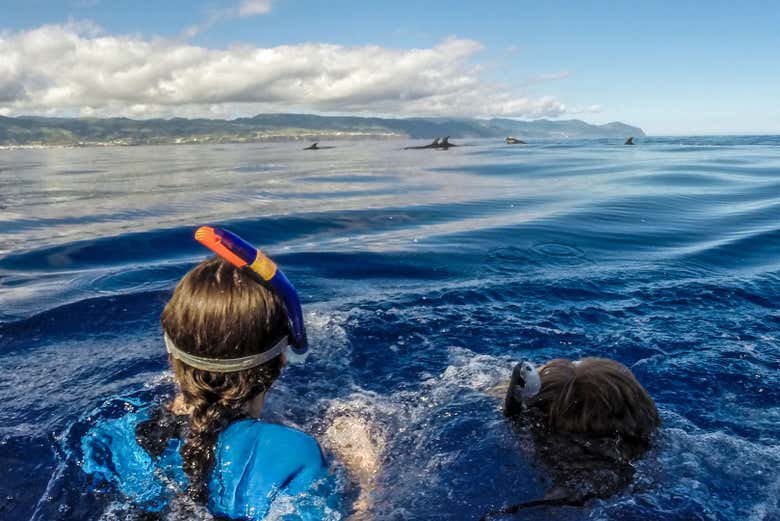 Snorkel next to the dolphins