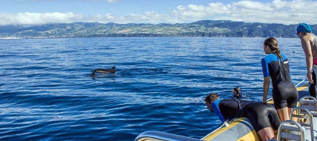 Nado con delfines en Vila Franca do Campo