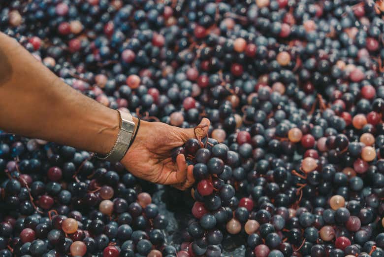 Aprenderéis todo sobre el vino de Oporto