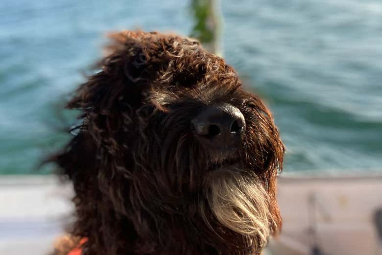 Perro preparado para la travesía por el Guadiana