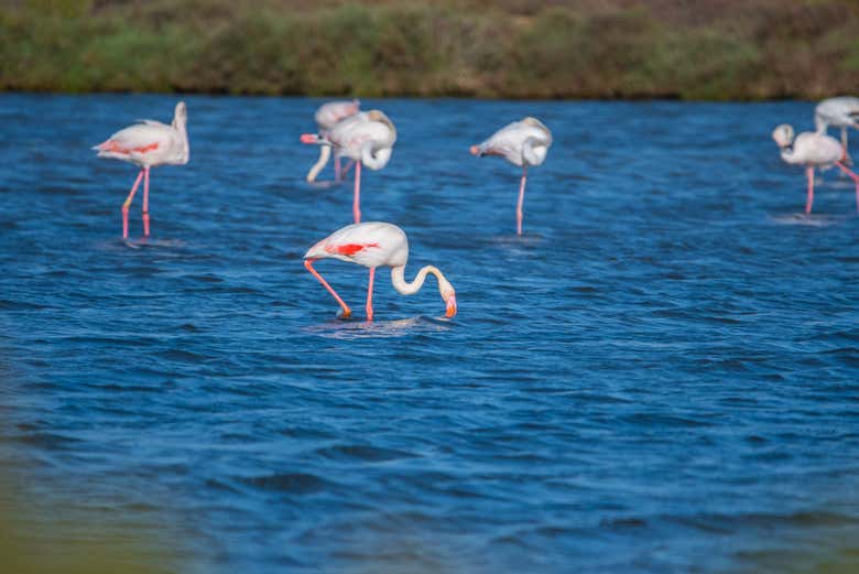 Flamingos no Parque Natural de Castro Marim