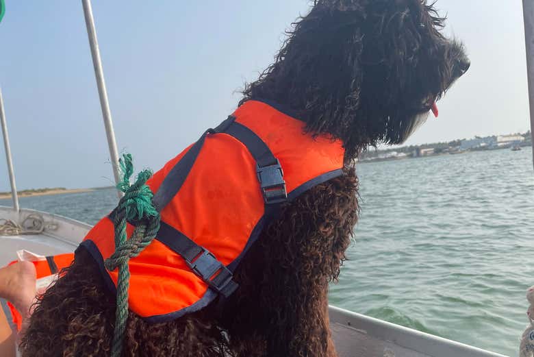 Las mascotas son bienvenidas a bordo