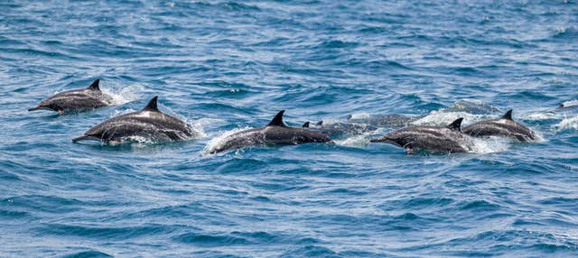 Avistamiento de delfines en Vilamoura