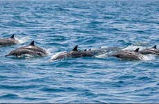Vilamoura Dolphin Spotting
