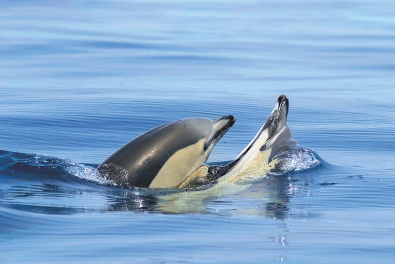 Delfines en el Algarve