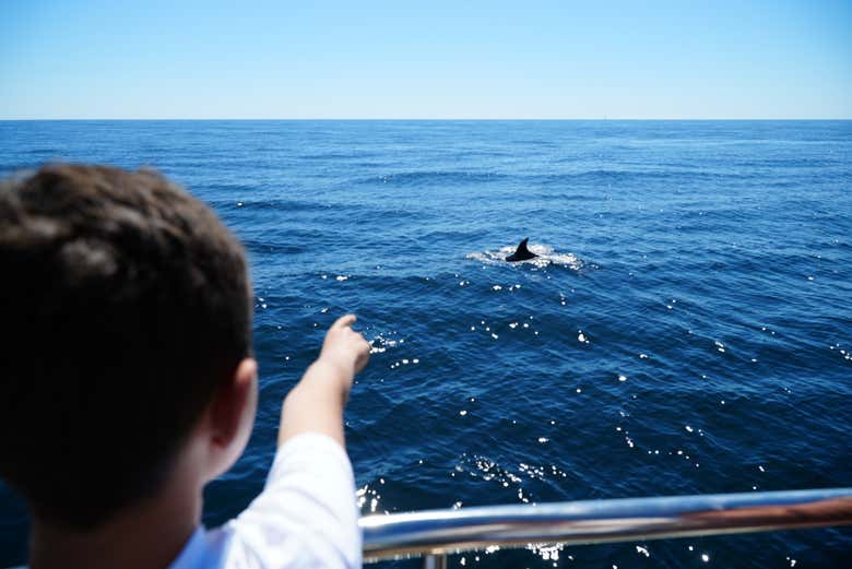 Delfines desde el barco
