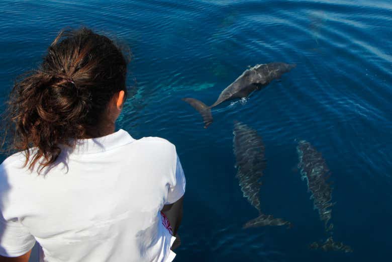 Observez les dauphins de près