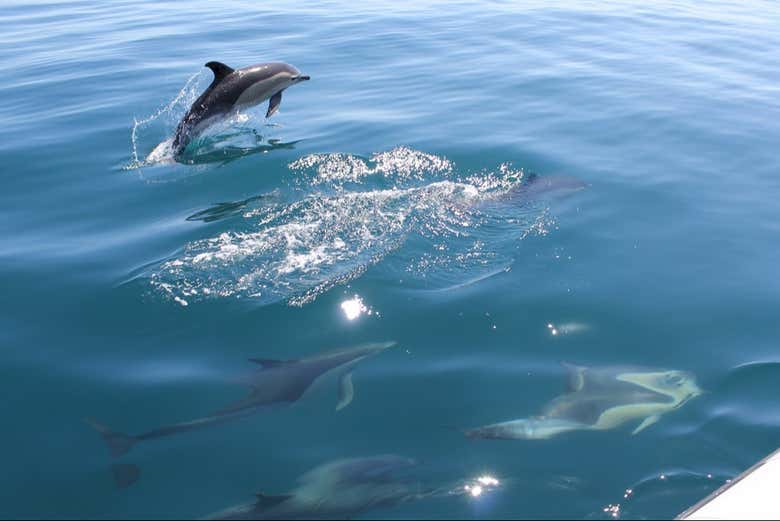 Dauphins au large de Vilamoura