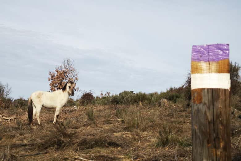 Un simpático caballo durante la ruta