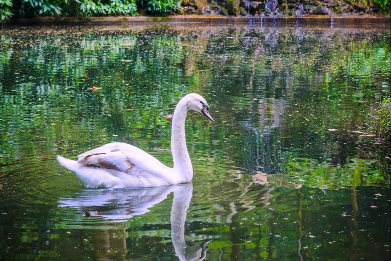 Un cisne en la Sierra de Busaco