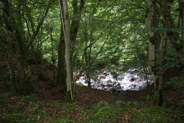 El bosque de Keltneyburn