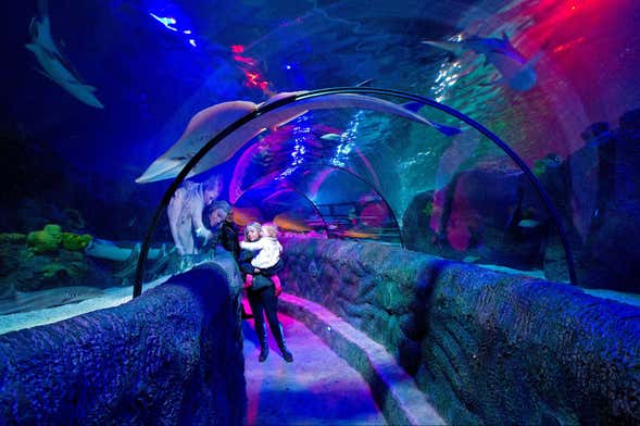 SEA LIFE Loch Lomond Aquarium Tickets