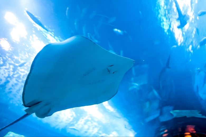 Vous verrez de près des espèces marines fascinantes